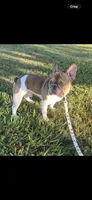 Prince proven stud $600, a male French Bulldog for sale in The Villages, FL – 4 of 7