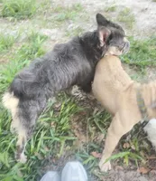 Henry the the chocolate and tan, a male French Bulldog for sale in The Villages, FL – 8 of 9