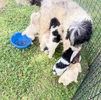 Crystal black & white parti $650, a female Poodle - Multi-Colored Standard and Pyredoodle for sale in The Villages, FL – 10 of 10