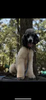 Merlin $1250 chocolate Merle BLUE EYES, a male Poodle - Multi-Colored Standard and Pyredoodle for sale in The Villages, FL – 9 of 9