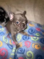 MAX  lilac fawn, a male French Bulldog for sale in The Villages, FL – 3 of 6