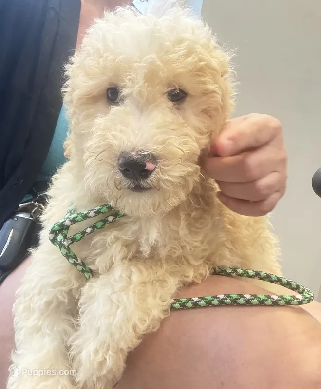 BOSS  gold and white parti $420 one BLUE EYE, a male Poodle - Multi-Colored Standard and Pyredoodle for sale in The Villages, FL – 1 of 8