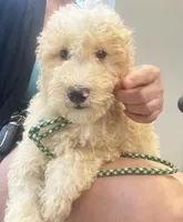 BOSS  gold and white parti $420 one BLUE EYE, a male Poodle - Multi-Colored Standard and Pyredoodle for sale in The Villages, FL – 1 of 8