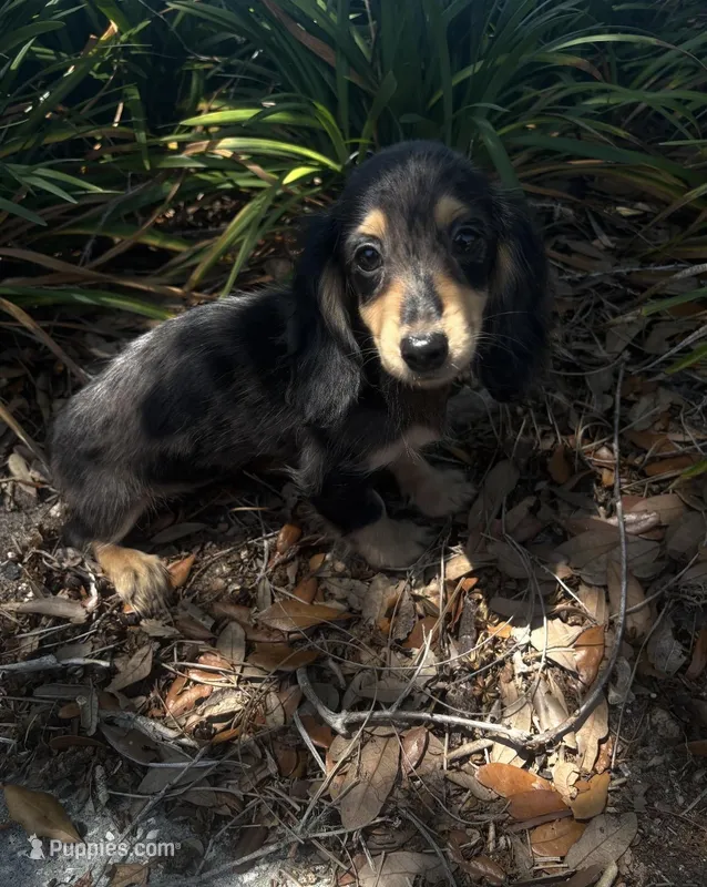Mocha – Miniature Dachshund puppy for sale in Ocala, FL
