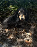 Mocha, a female Miniature Dachshund for sale in Ocala, FL – Photo 1 of 6