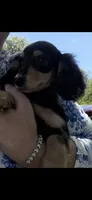 Mocha, a female Miniature Dachshund for sale in Ocala, FL – Photo 6 of 6