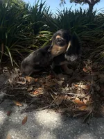 Mocha, a female Miniature Dachshund for sale in Ocala, FL – Photo 4 of 6