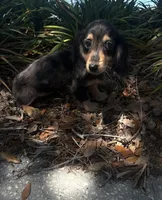 Mocha, a female Miniature Dachshund for sale in Ocala, FL – Photo 2 of 6