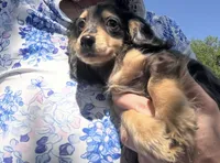 Mocha, a female Miniature Dachshund for sale in Ocala, FL – Photo 3 of 6