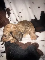 Becky red brindle, a female Miniature Dachshund for sale in Ocala, FL – 4 of 4
