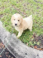 BOSS  gold and white parti $400 one HALF BLUE EYE, a male Poodle - Multi-Colored Standard and Pyredoodle for sale in The Villages, FL – 1 of 10