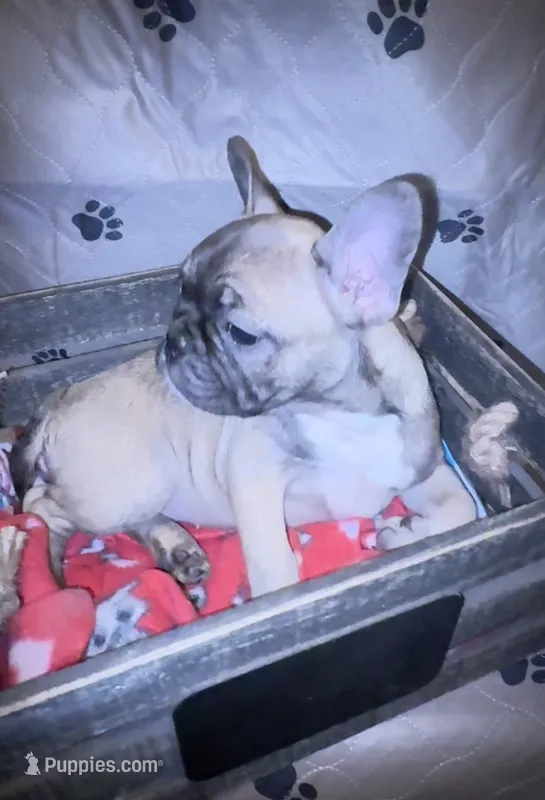Fiona fawn girl  – French Bulldog puppy for sale in Ocala, FL