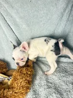 GHOST $1200, a male French Bulldog for sale in The Villages, FL – 4 of 8