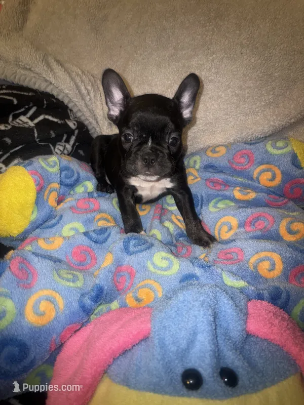 Barry $1000 – French Bulldog puppy for sale in The Villages, FL