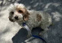 Bunny's litter due soon, a  Doxiepoo for sale in The Villages, FL – 3 of 9
