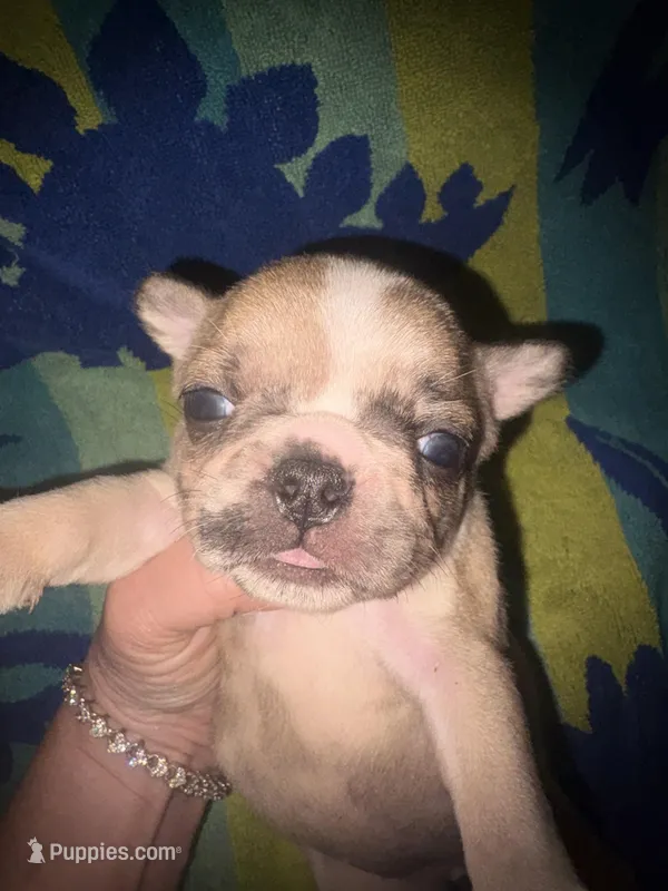 Glitter girl – French Bulldog puppy for sale in Ocala, FL