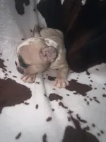 Glitter girl merle, a female French Bulldog for sale in Ocala, FL – 2 of 3