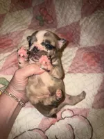 Glitter girl, a female French Bulldog for sale in Ocala, FL – Photo 4 of 6