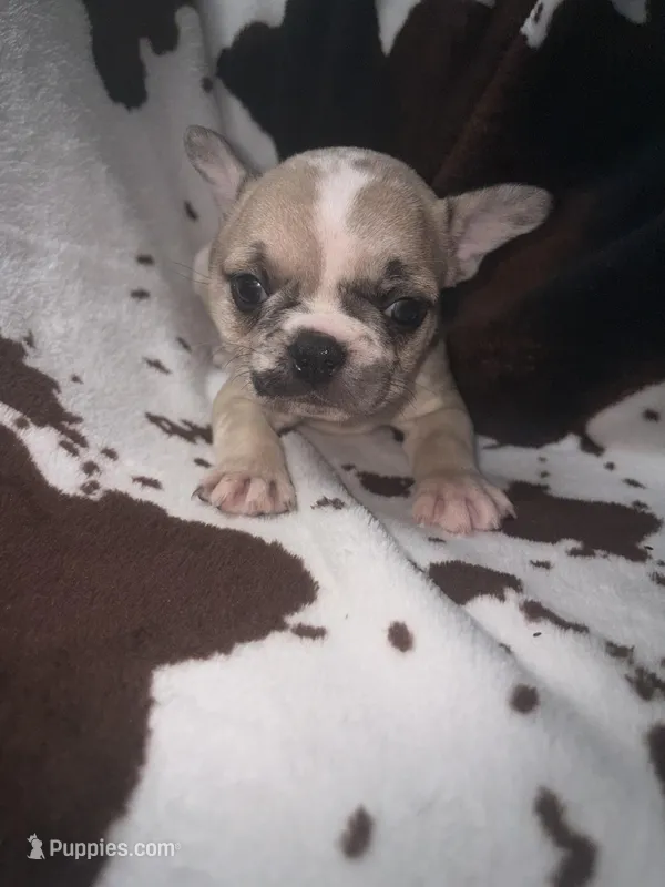 Glitter girl merle – French Bulldog puppy for sale in Ocala, FL