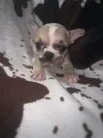 Glitter girl merle, a female French Bulldog for sale in Ocala, FL – 1 of 3