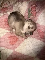 Glitter girl, a female French Bulldog for sale in Ocala, FL – Photo 6 of 6