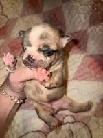 Glitter girl, a female French Bulldog for sale in Ocala, FL – Photo 3 of 6