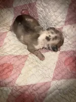 Glitter girl, a female French Bulldog for sale in Ocala, FL – Photo 5 of 6