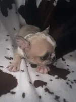 Glitter girl merle, a female French Bulldog for sale in Ocala, FL – 3 of 3