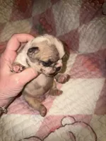 Glitter girl, a female French Bulldog for sale in Ocala, FL – Photo 2 of 6