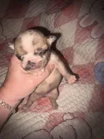 Glitter girl, a female French Bulldog for sale in Ocala, FL – Photo 1 of 6