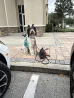 Crystal black & white parti $950, a female Poodle - Multi-Colored Standard and Pyredoodle for sale in The Villages, FL – 4 of 8