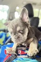 HULK visual fluffy, a male French Bulldog for sale in Ocala, FL – Photo 4 of 9