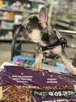 HULK visual fluffy, a male French Bulldog for sale in Ocala, FL – Photo 7 of 9