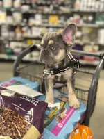 HULK visual fluffy, a male French Bulldog for sale in Ocala, FL – Photo 6 of 9