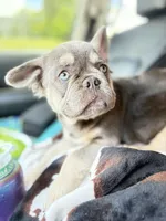 HULK visual fluffy, a male French Bulldog for sale in Ocala, FL – Photo 9 of 9