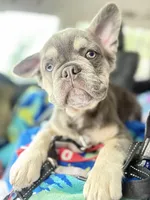 HULK visual fluffy, a male French Bulldog for sale in Ocala, FL – Photo 2 of 9