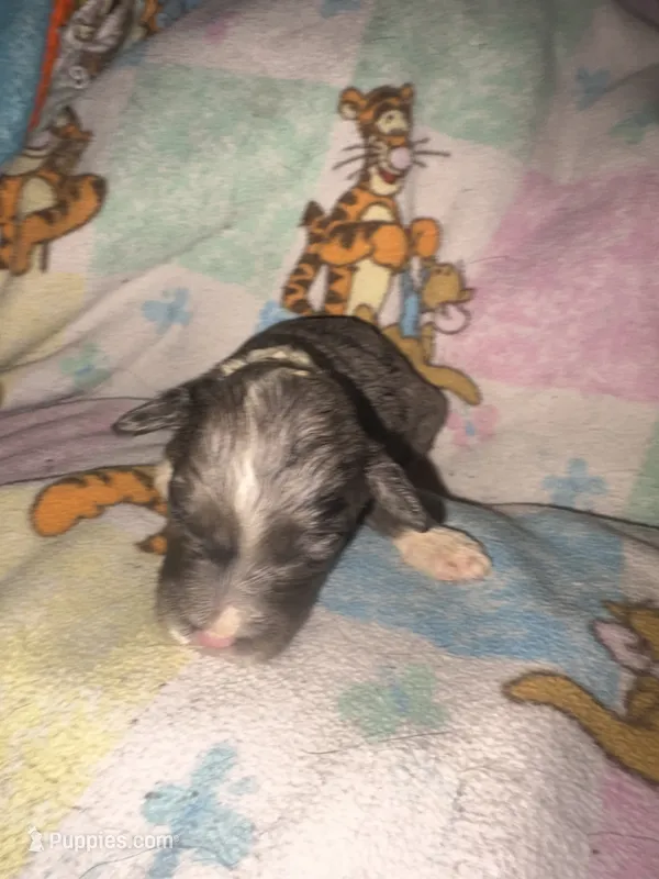 Janine Merle parti $1200 – Old English Sheepdog, Poodle - Multi-Colored Standard puppy for sale in The Villages, FL
