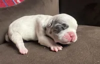 GHOST Merle pied boy, a male French Bulldog for sale in The Villages, FL – 2 of 10