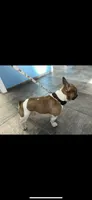 Prince proven stud $600, a male French Bulldog for sale in The Villages, FL – 1 of 7