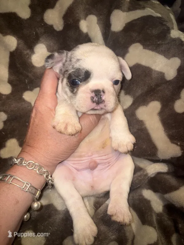 GHOST Merle pied boy – French Bulldog puppy for sale in The Villages, FL