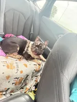 GHOST Merle pied boy, a male French Bulldog for sale in The Villages, FL – 8 of 10