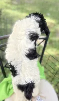 Bobby black and white parti $500, a male Poodle - Multi-Colored Standard and Pyredoodle for sale in The Villages, FL – 4 of 10