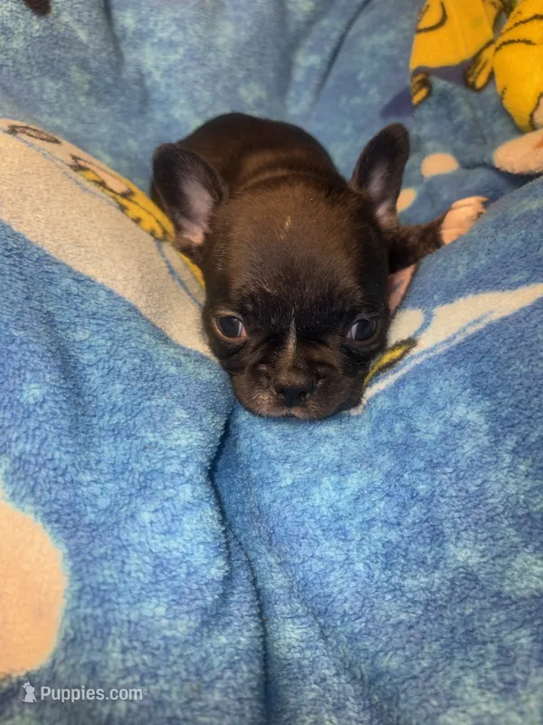 Barry black & tan – French Bulldog puppy for sale in The Villages, FL