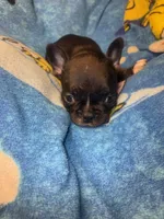 Barry black & tan, a male French Bulldog for sale in The Villages, FL – 1 of 6