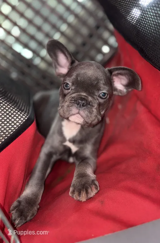 Gemma  $1200 lilac & tan – French Bulldog puppy for sale in The Villages, FL