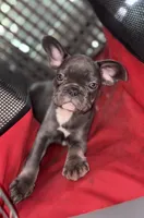 Gemma  $1125 lilac & tan, a female French Bulldog for sale in The Villages, FL – 1 of 9