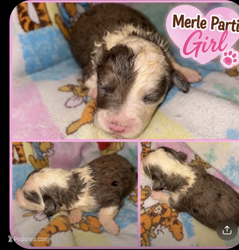 Jessica Merle parti $1200 – Old English Sheepdog, Poodle - Multi-Colored Standard puppy for sale in The Villages, FL