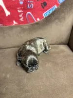 BRITNEY brindle girl , a female French Bulldog for sale in The Villages, FL – 5 of 7