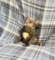 Britney brindle $1250, a female French Bulldog for sale in The Villages, FL – 2 of 4