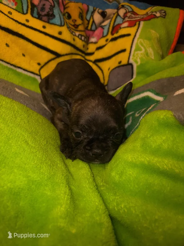 BRITNEY brindle girl  – French Bulldog puppy for sale in The Villages, FL
